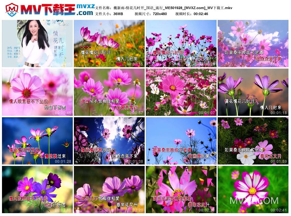 魏新雨-情花几时开_国语_流行_ME501928